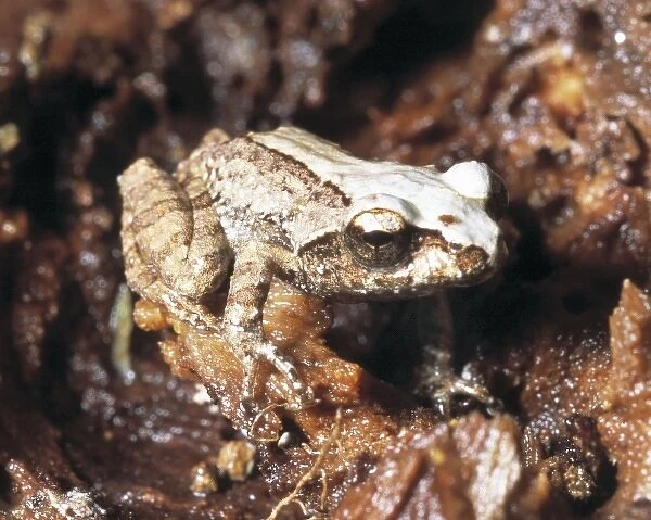 Frog. One of the 140 frog species known from the island of Sri Lanka