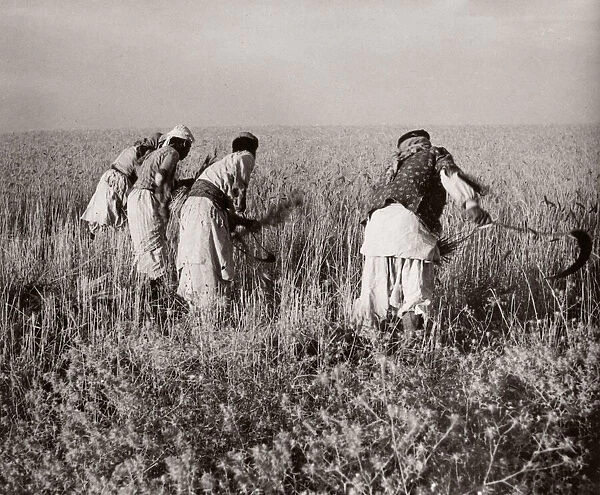 1943 - reaping crops with scythes near Kamechlie, Syria