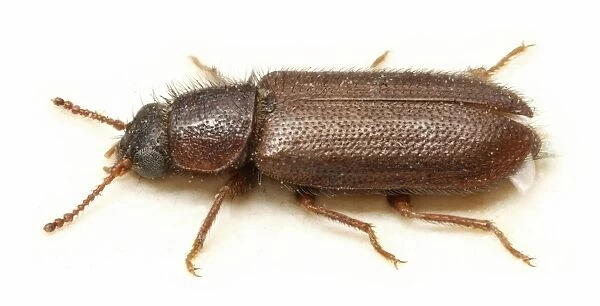 Acanthocnemus nigricans (Hope), little ash beetle