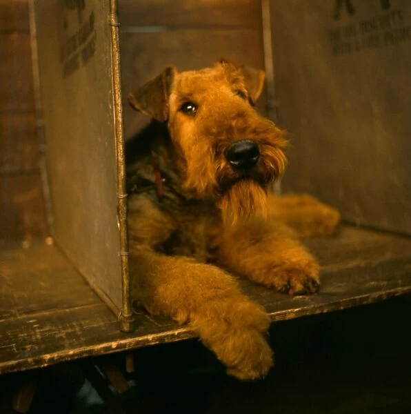 Airedale terrier at a dog show