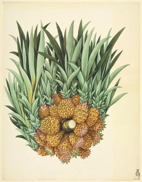 Ananas sp. Plate 929 from the John Reeves Collection of Botanical Drawings