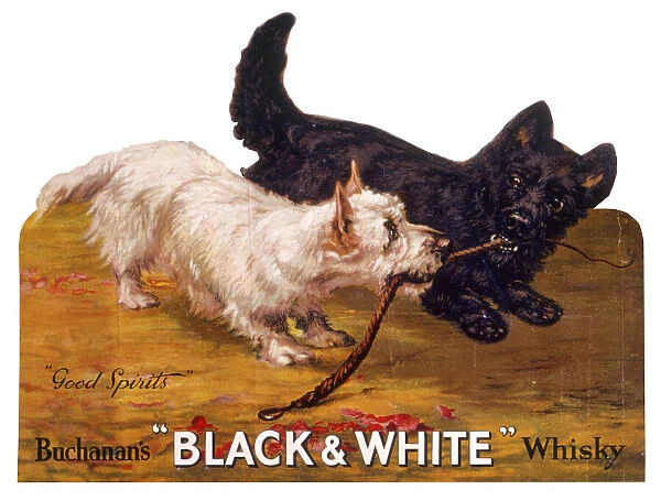 Black & White terriers, Buchanans Whisky