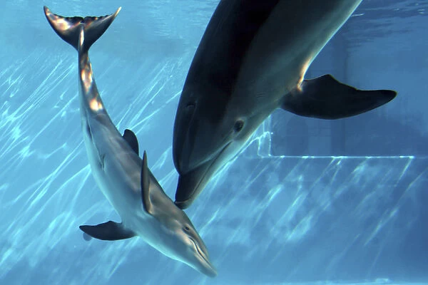 Bottlenose Dolphin - Female (Mother) communicating