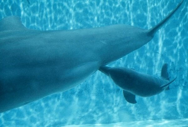 Bottlenose Dolphin - Nursing