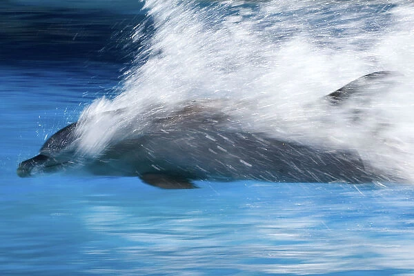 Bottlenose Dolphin - Swimming at speed through water