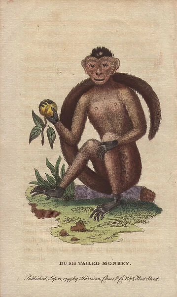 Bush-tailed, sajou or weeper capuchin monkey