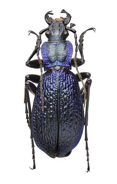 Carabus intricatus, blue ground beetle