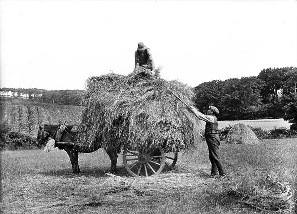 Carting Hay