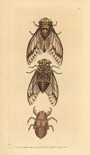 Cicada, Lyristes plebejus