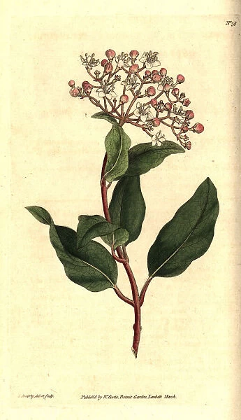 Common laurustinus, Viburnum tinus