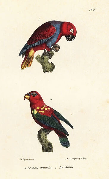 Eclectus parrot and chattering lory