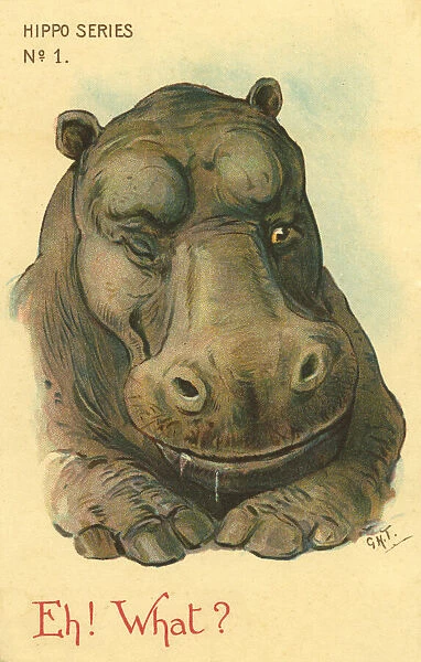 Hippo. Eh! What? Illustrated comic postcard of a hippo winking