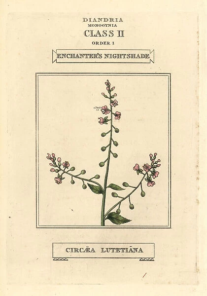 Enchanters nightshade, Circaea lutetiana