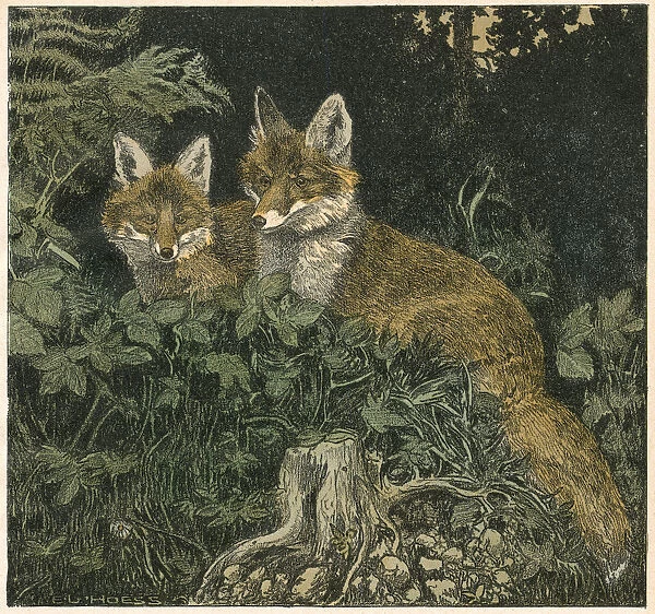FOX CUBS 1906