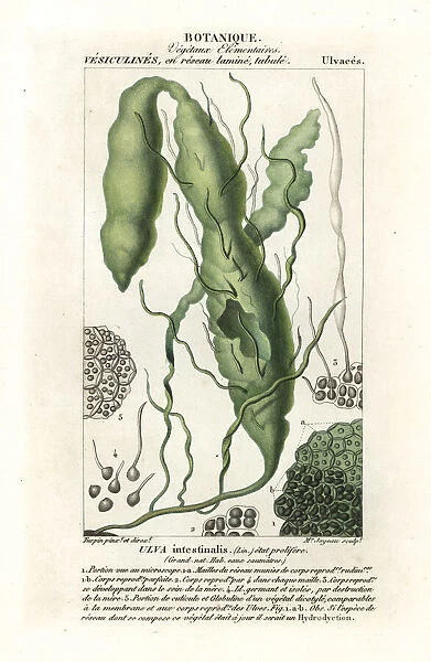 Gutweed or grass kelp, Ulva intestinalis