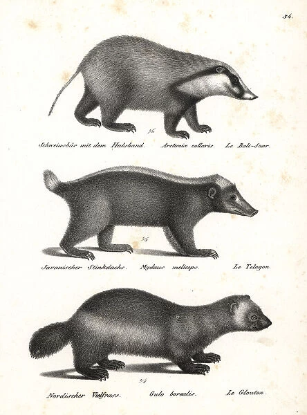 Hog badger, Sunda stink badger and wolverine