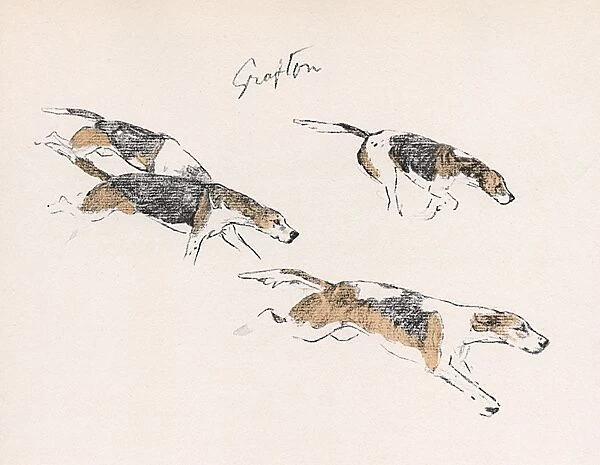 Hounds of the Grafton Hunt in action