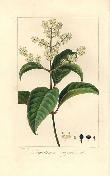 Japanese privet, Ligustrum japonicum