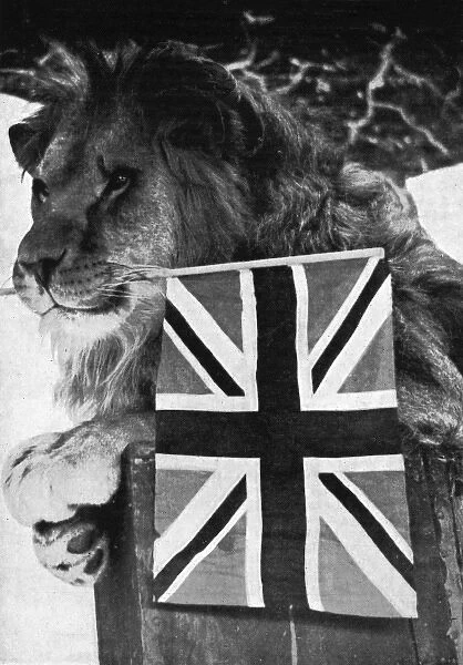 Lion holds Union Jack