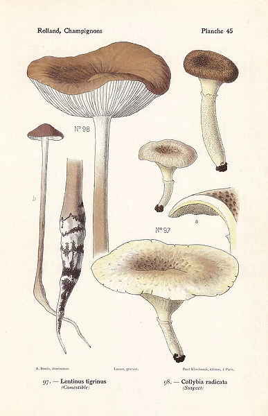 Little shiitake and deep root mushroom