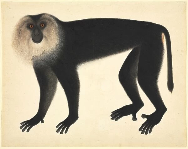 Monkey. Plate 72 of the John Reeves Collection of Zoological Drawings