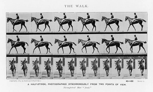 Muybridge - Race Horse