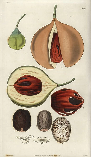 Myristica fragrans, aromatic or true nutmeg