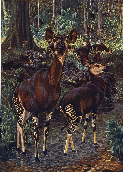Okapi in the Congo Forest, by Sir H H Johnston