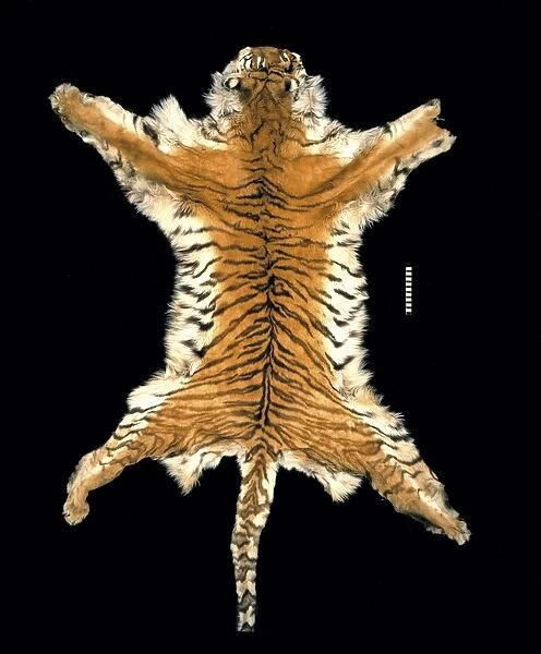 Panthera tigris virgata, Persian tiger