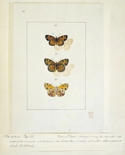 Papilio, butterflies
