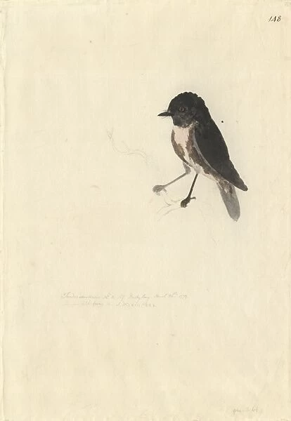 Petroica australis, New Zealand robin
