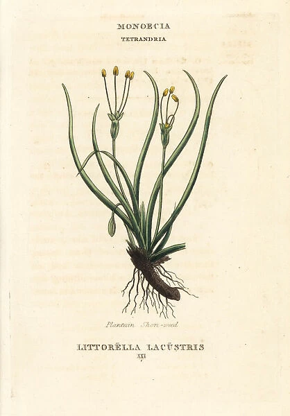 Plantain shore-weed, Littorella uniflora