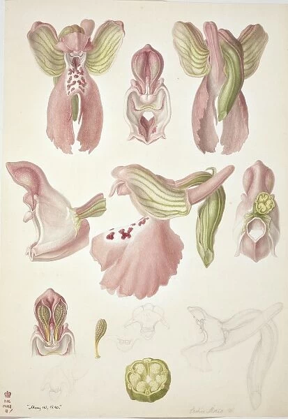 Plate 64 from British Orchids