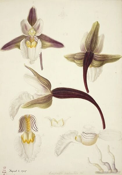 Plate 79 from British Orchids