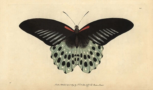 Polymnestor butterfly or Blue Mormon, Papilio polymnestor