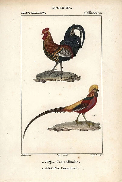 Red jungle fowl, Gallus gallus, and golden