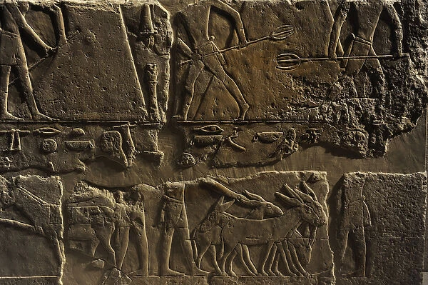 Relief depicting a phases of harvesting. Egypt