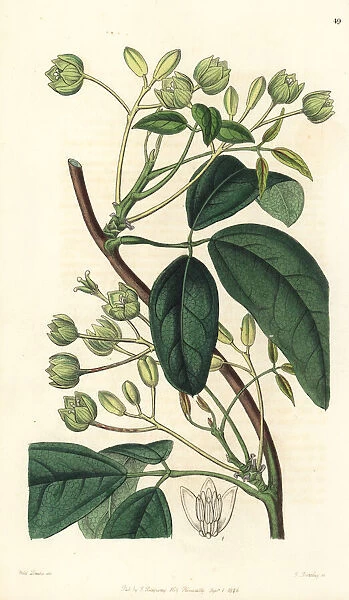 Sausage vine, Holboellia latifolia