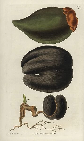 Seychelles Island cocoa-nut, ripe spadix with