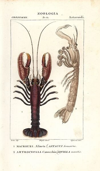 Spiny lobster, Panulirus homarus, and mantis