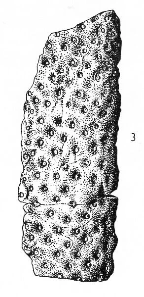 Stigmaria ficoides (Brongniart), Lycopod