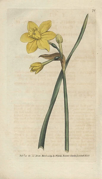 Sweet-scented jonquil, Narcissus odorus