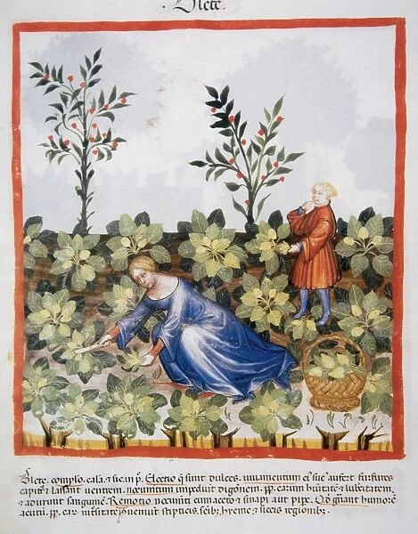 Tacuinum Sanitatis. Late 14th century. Woman picking chards