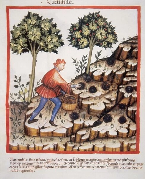 Tacuinum Sanitatis. Late 14th century. Picking truffles