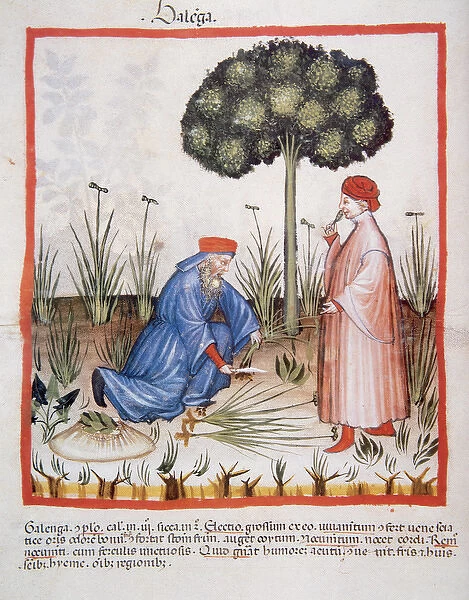 Tacuinum Sanitatis. Late XIV century. Men picking sedge