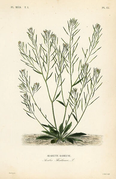 Thale cress or arabidopsis, Arabidopsis thaliana