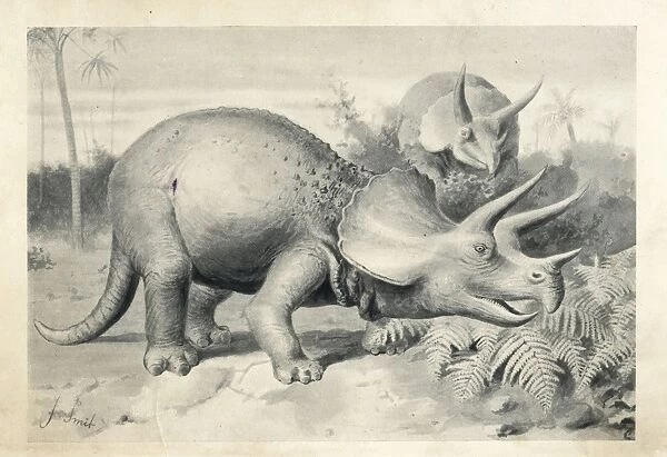 Triceratops prorsus