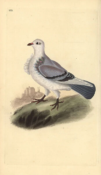 Turbit pigeon, Columba livia domestica var turbita