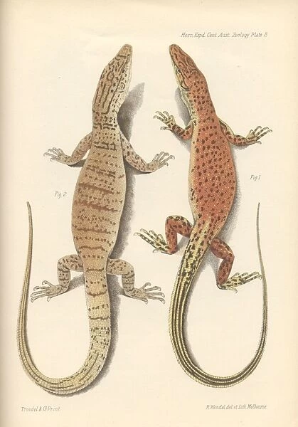 Varanus eremius and Varanus gilleri