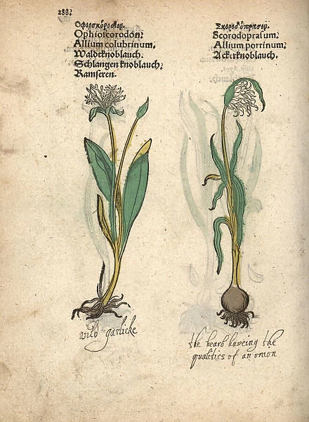 Wild garlic, Allium sativum var. ophioscorodon